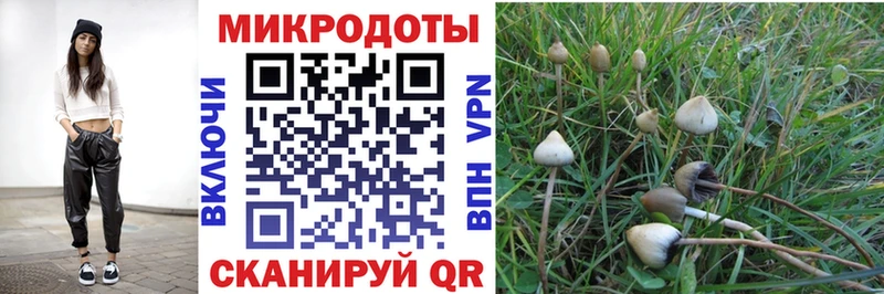 Псилоцибиновые грибы Psilocybine cubensis  Медвежьегорск 